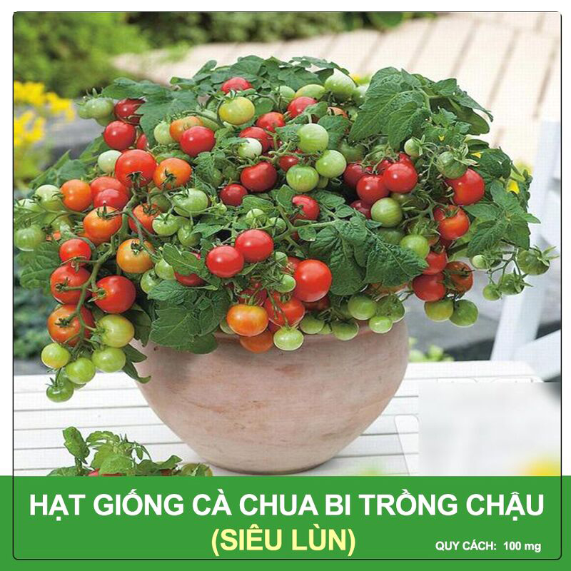 Hạt Giống Cà Chua Bi Lùn Trồng Chậu - Ra Nhiều Quả, Cây Sinh Trưởng Nhanh