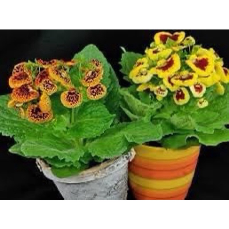 Củ hoa Huyền sam hoa tết