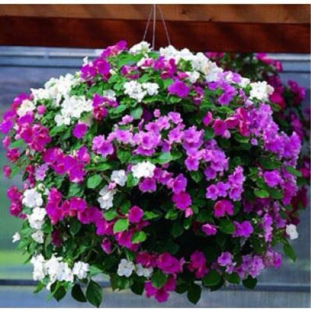 Hạt giống hoa ngọc thảo đơn mix - 20 hạt, chất lượng sản phẩm đảm bảo và cam kết hàng đúng như mô tả