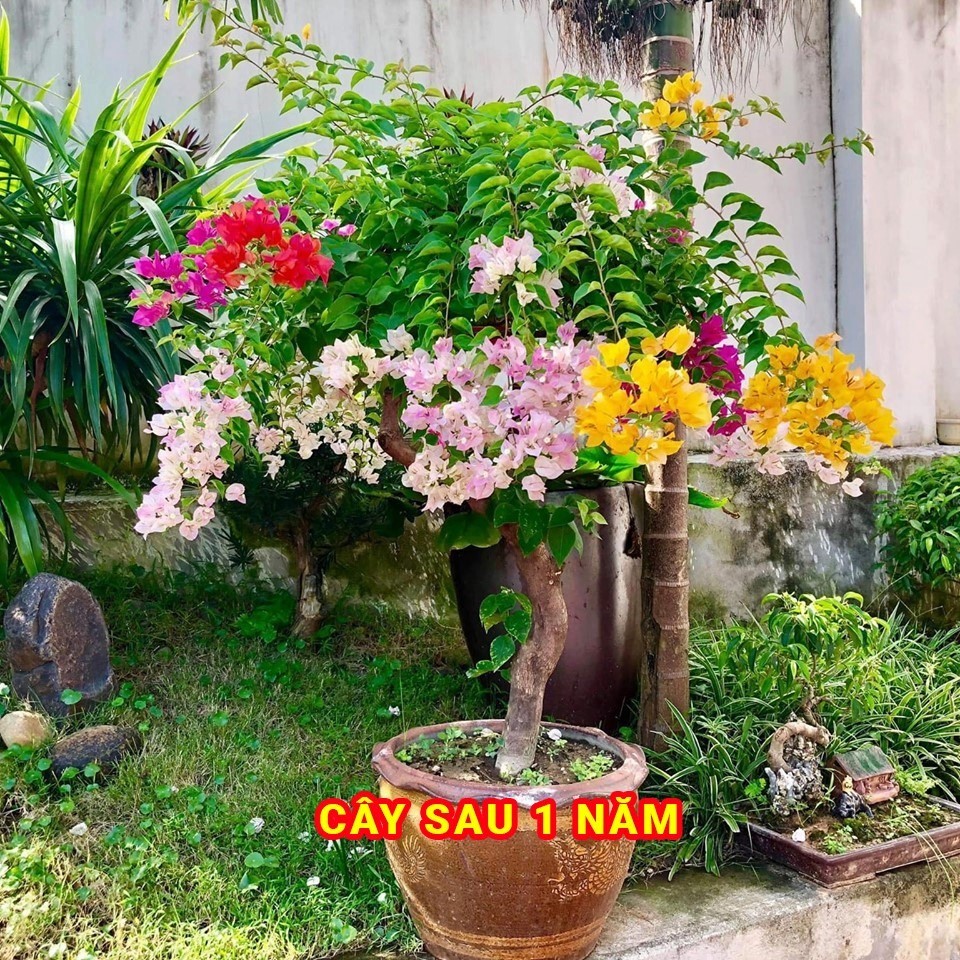 Hạt giống hoa giấy ngũ sắc