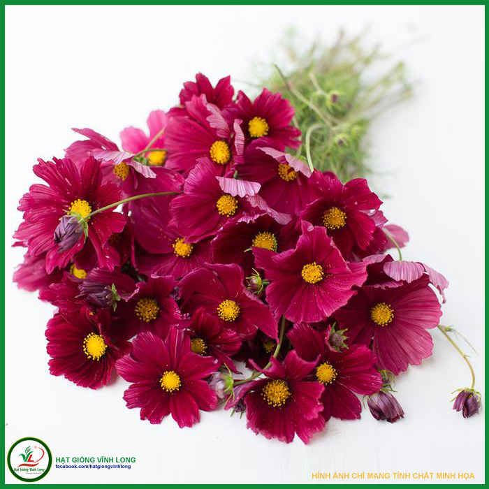 Hạt giống hoa Cánh bướm đỏ RD 868 - 0,1g