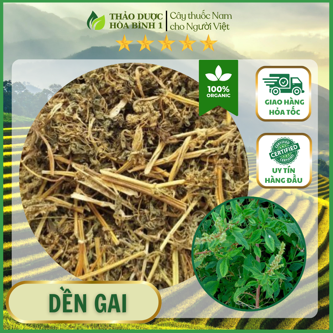 1kg cây dền gai khô ch ữa thoát vị đĩa đệm xương khớp.