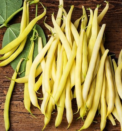 Gói 20GR hạt giống Đậu Cove Vàng Dạng Bụi (Hạt trắng)