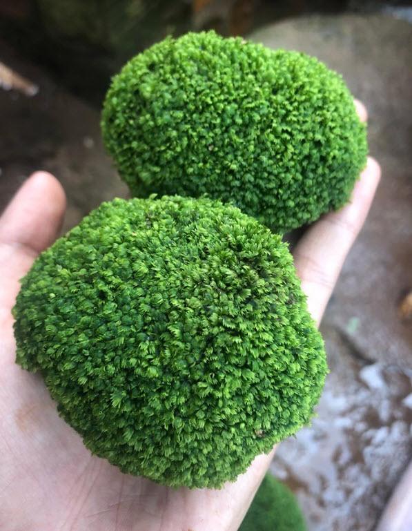 Rêu Minifiss Bám Đá (Đá Fiss)