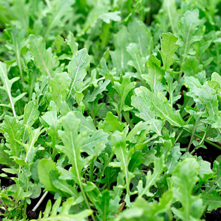 Hạt giống rau thơm Wild Rocket lá nhỏ VTS125 | Vạn Tín Store