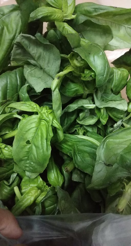 (Chỉ Giao Hà Nội)Lá basil tươi (fresh basil)50g,100,200g