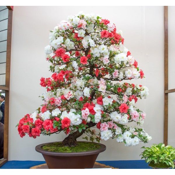 289A Hạt Giống Hoa Đỗ Quyên 5 Hạt