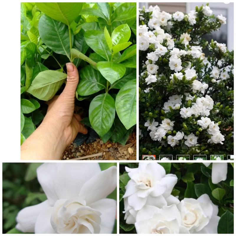 Cây giống bạch thiên hương hoa kép thơm nức
