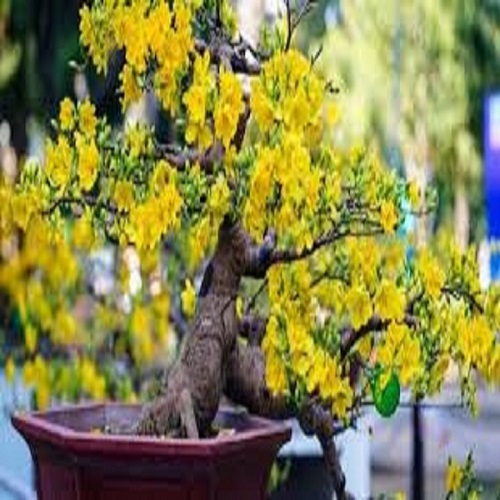 CÂY MAI VÀNG BONSAI MINI