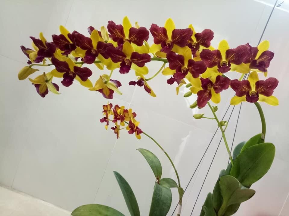 Dendro đột biến 3 vàng 3 đỏ