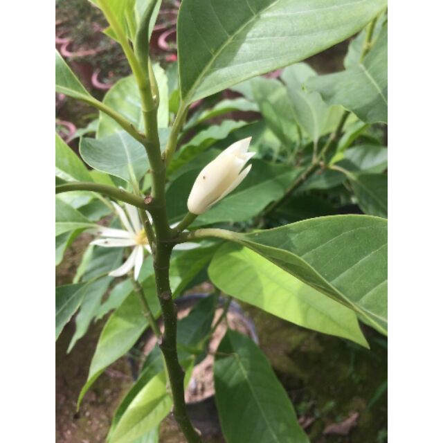 Cây hoa ngọc lan đang nụ cao 80cm