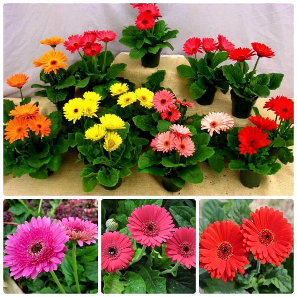 Set 5 gói Hạt giống hoa đồng tiền Mix màu