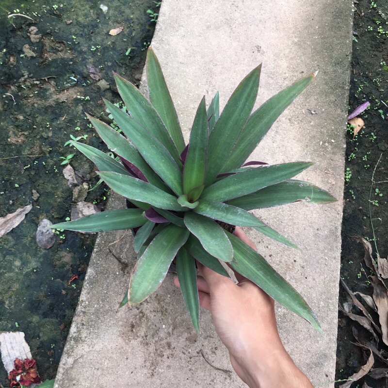 Cây Bảy Sắc Cầu Vồng, Cây Ngọc Trai cây sum nhiều ngọn