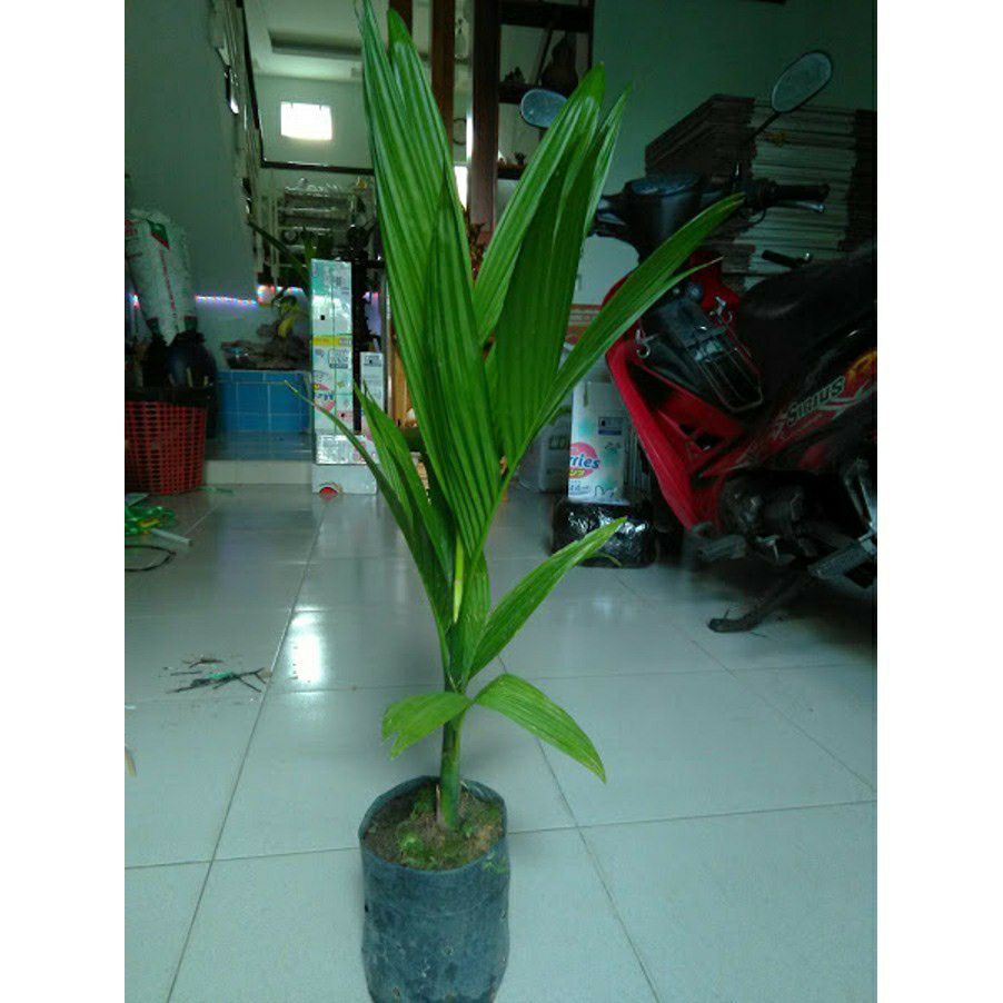 Cây cau ta giống ( cây cao)