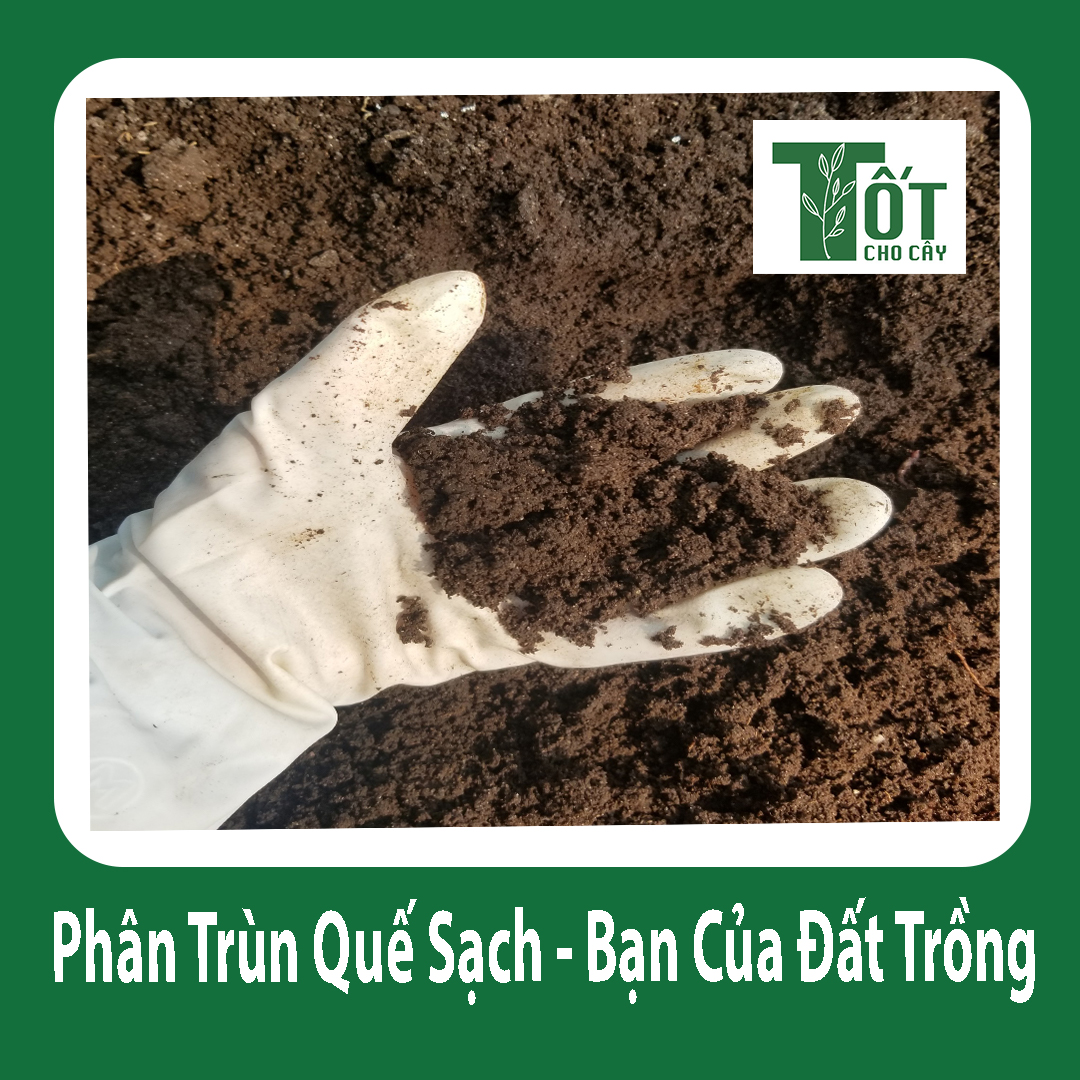 2 kg phân trùn quế sạch bón cây trồng rau