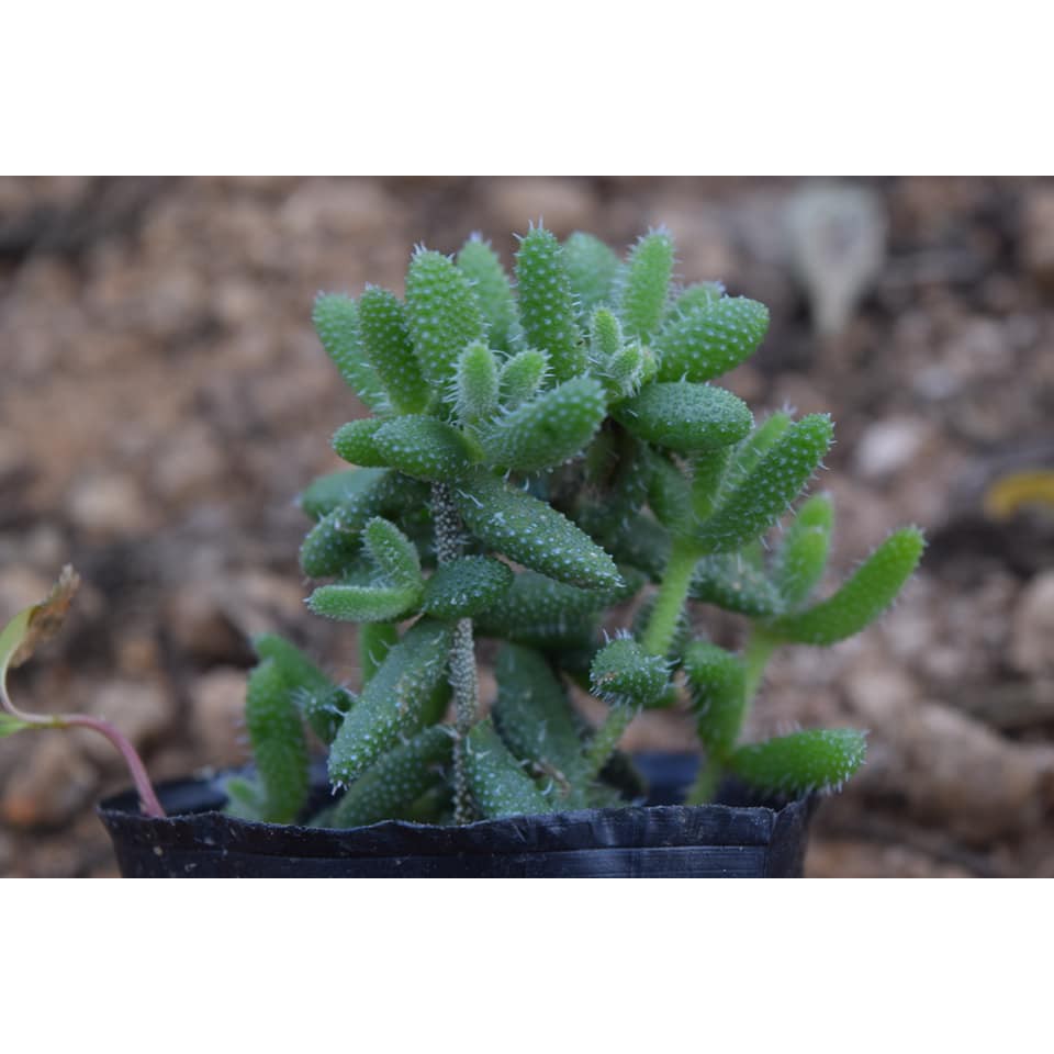 Sen đá mặt nạ, chất lượng đảm bảo an toàn đến sức khỏe người sử dụng, cam kết hàng đúng mô tả