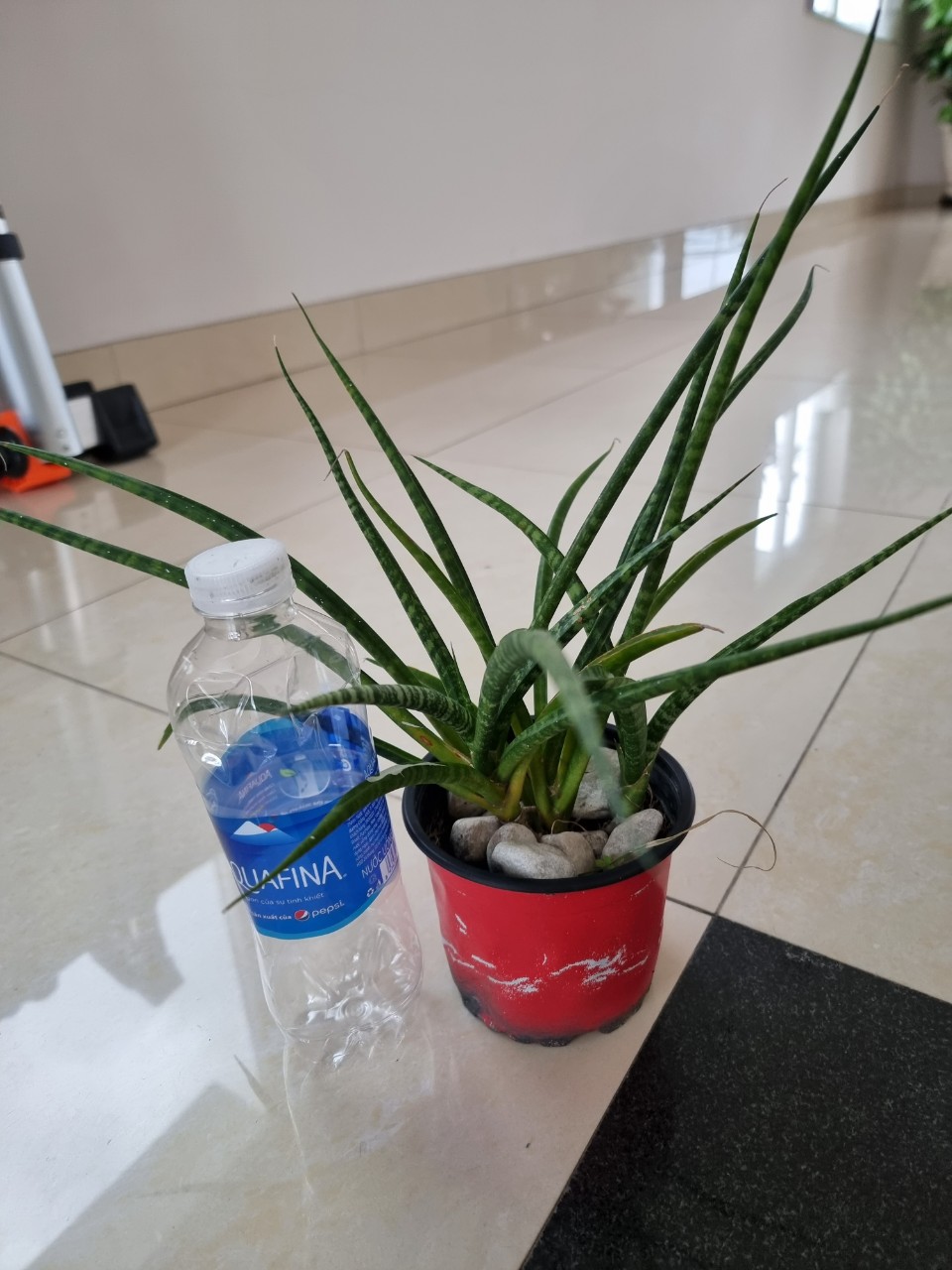 Cây lưỡi hổ đuôi phụng