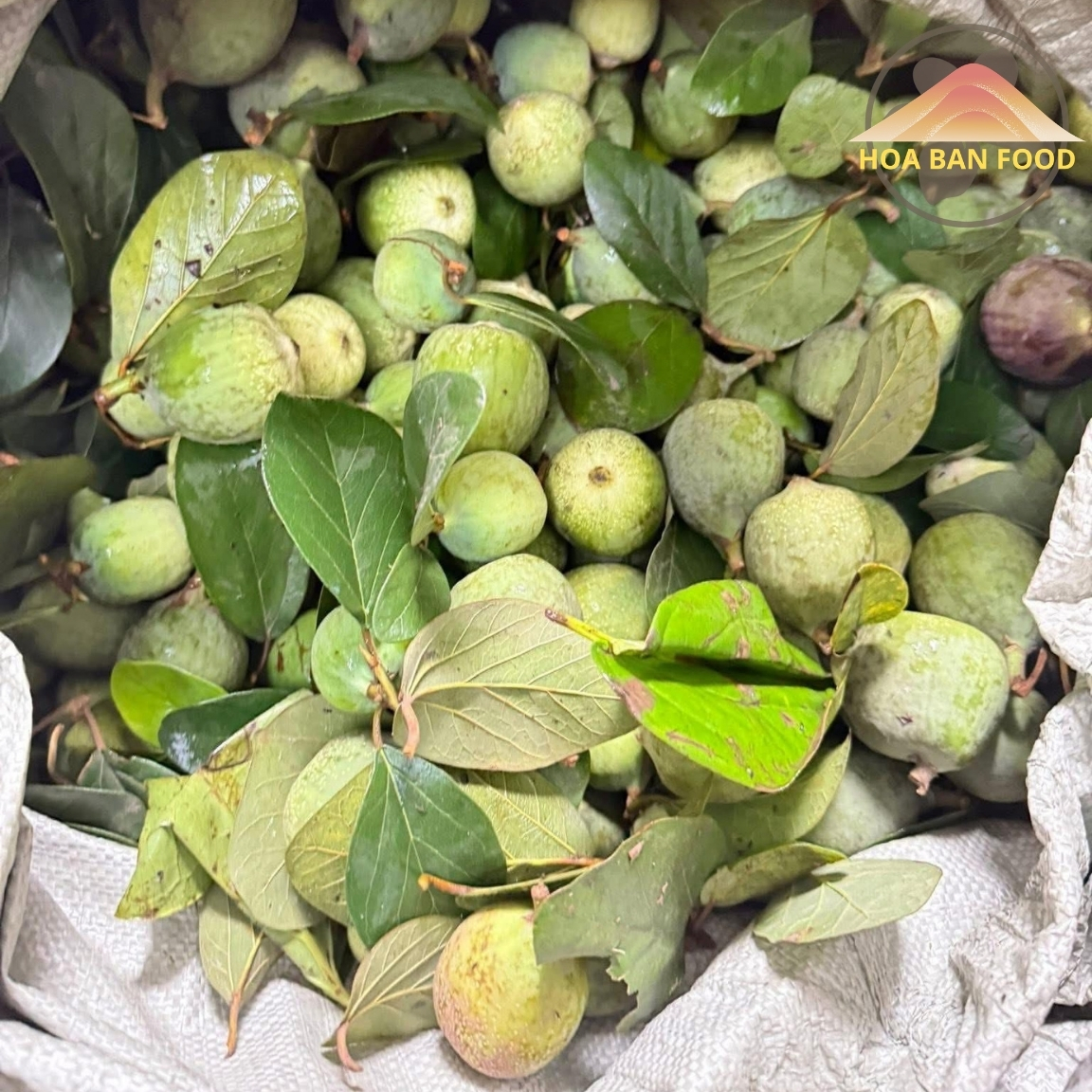 Fresh Wild Holly Berries from the Northwest, Wang Ba Lu Xuan Variety (500g, 1kg), Soaked in Wine to Help Strengthen the Kidneys and Enhance Virility.