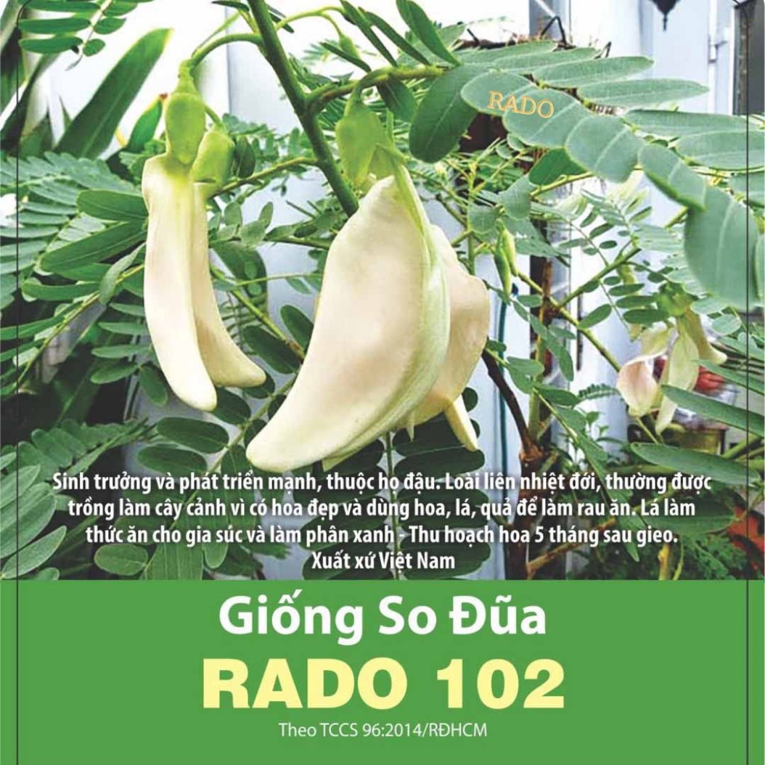 Hạt giống bông so đũa, bông sua đũa, gói 2 gram