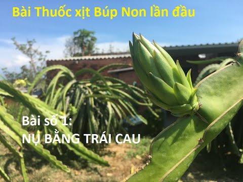 Bài Xịt Búp Thanh Long giúp búp to và mập, Bài 1 Xịt Búp Trái Cau