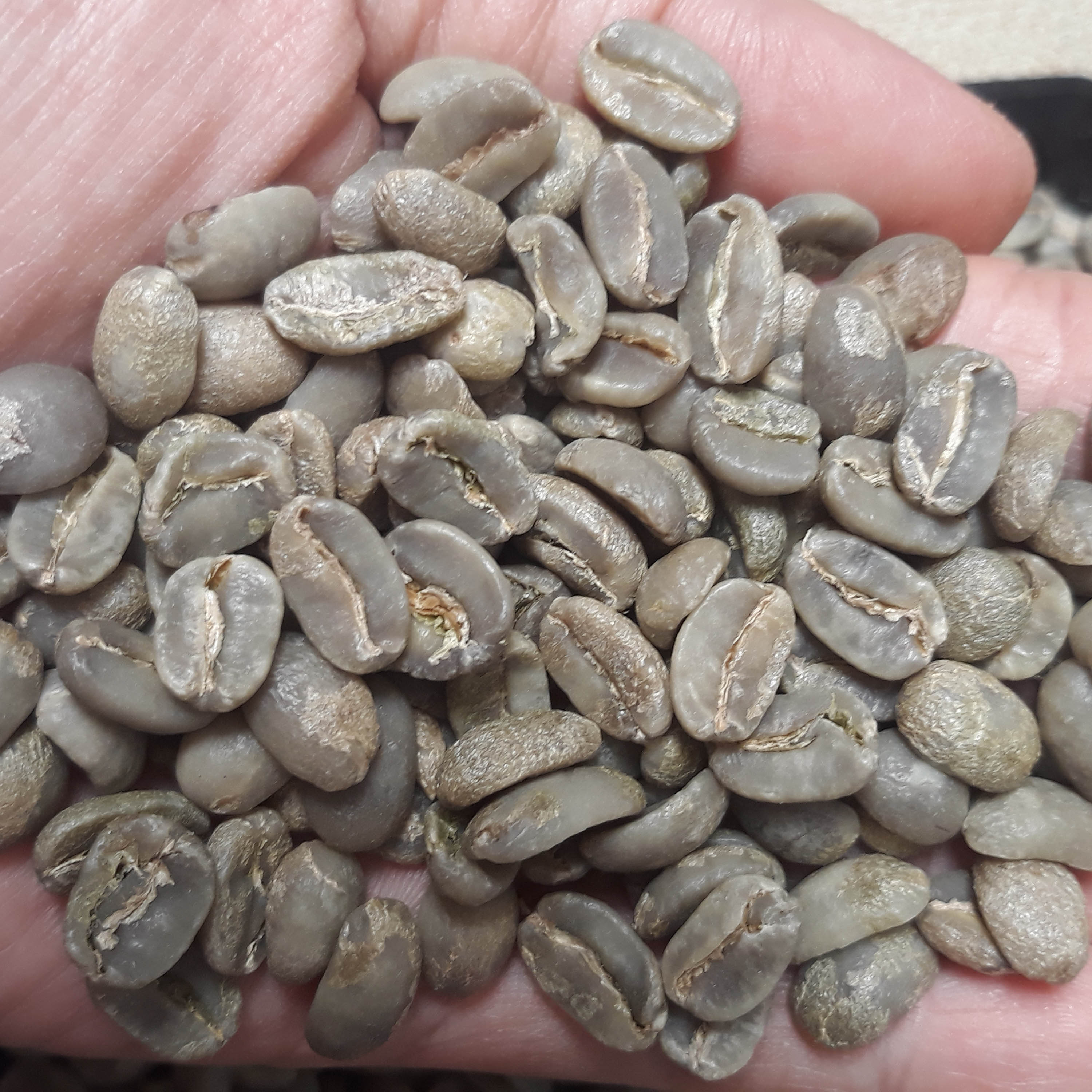 1Kg Cà phê đặc sản- Typica Cầu Đất Phơi nắng thủ công chưa rang