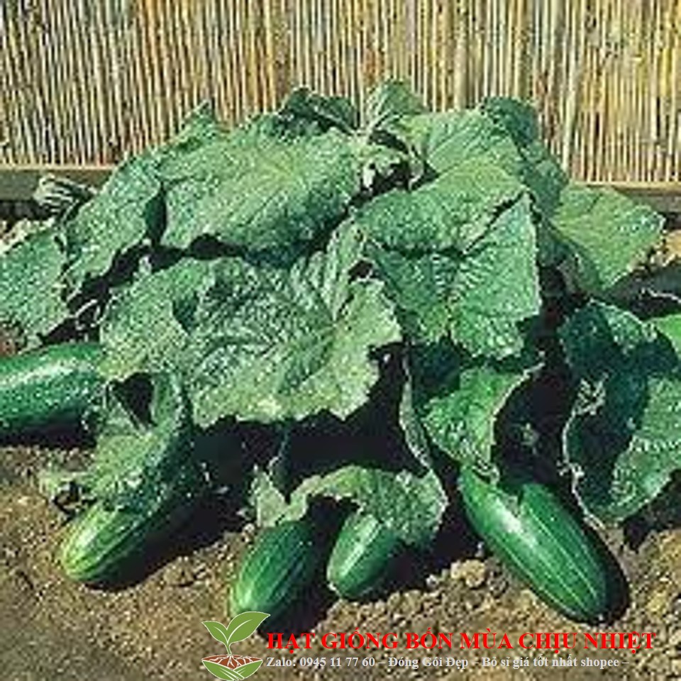 11K GÓI 10 Hạt Giống Dưa Chuột - Bụi Siêu Nhỏ SpaceMaster (Cucumis sativus)