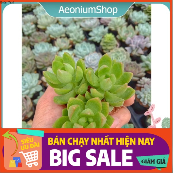 Sen đá cam mini, xuất xứ đà lạt, lỗi 1 đổi 1 ❣️