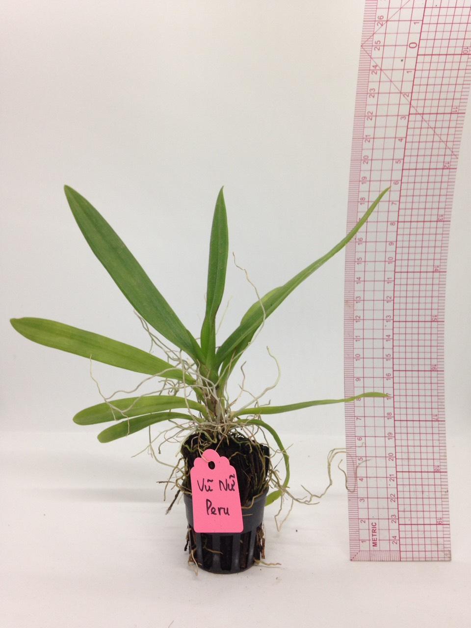 Vũ Nữ Peru - giao cây như hình - Cây to sắp hoa