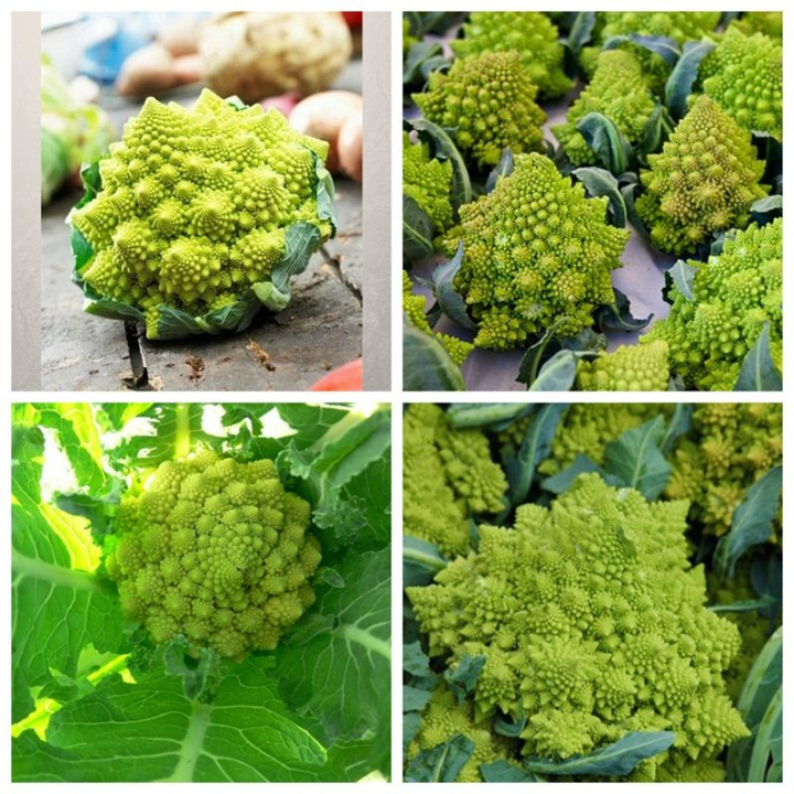 Hạt giống Súp lơ San hô / Bông cải San hô gói 2gr