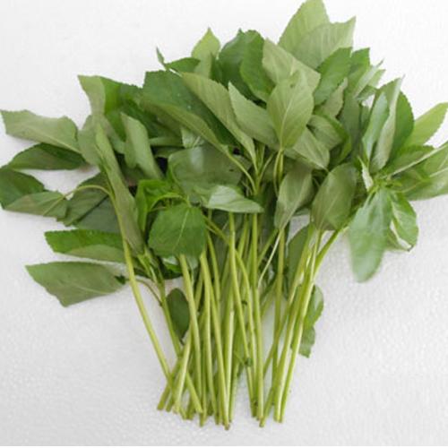 Gói 20g hạt giống rau đay trắng