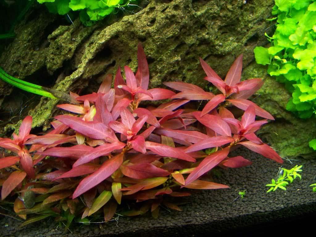 ĐẠI HỒNG HUYẾT THỦY SINH  (10  nhánh)