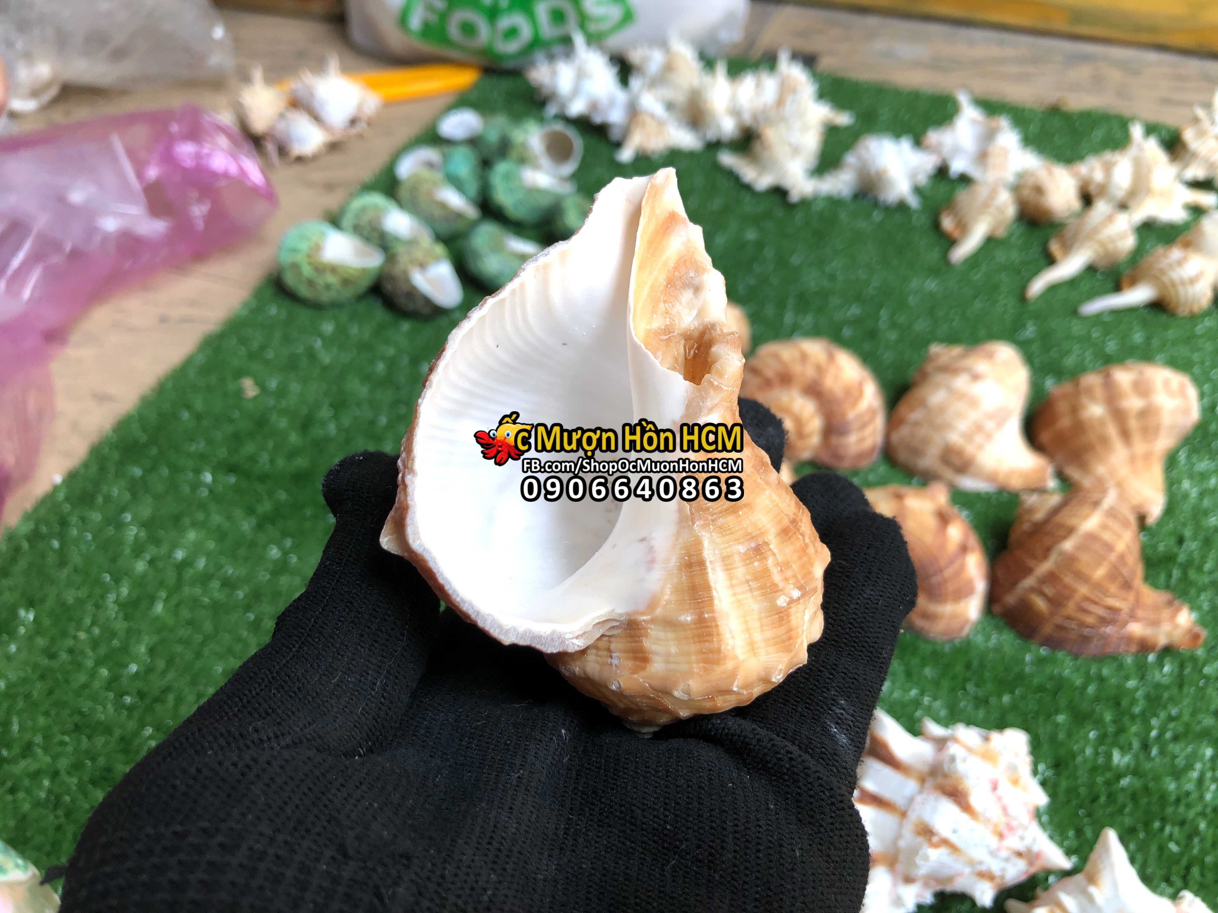 [HCM]Quà tặng từ Biển - Vỏ Ốc Trái Tim - Vỏ Ốc Trang Trí Siêu Đẹp - Vỏ Ốc Mượn Hồn - Vỏ Ốc Biển Tự Nhiên