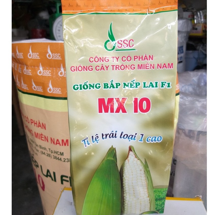 Hạt giống bắp nếp lai mx10