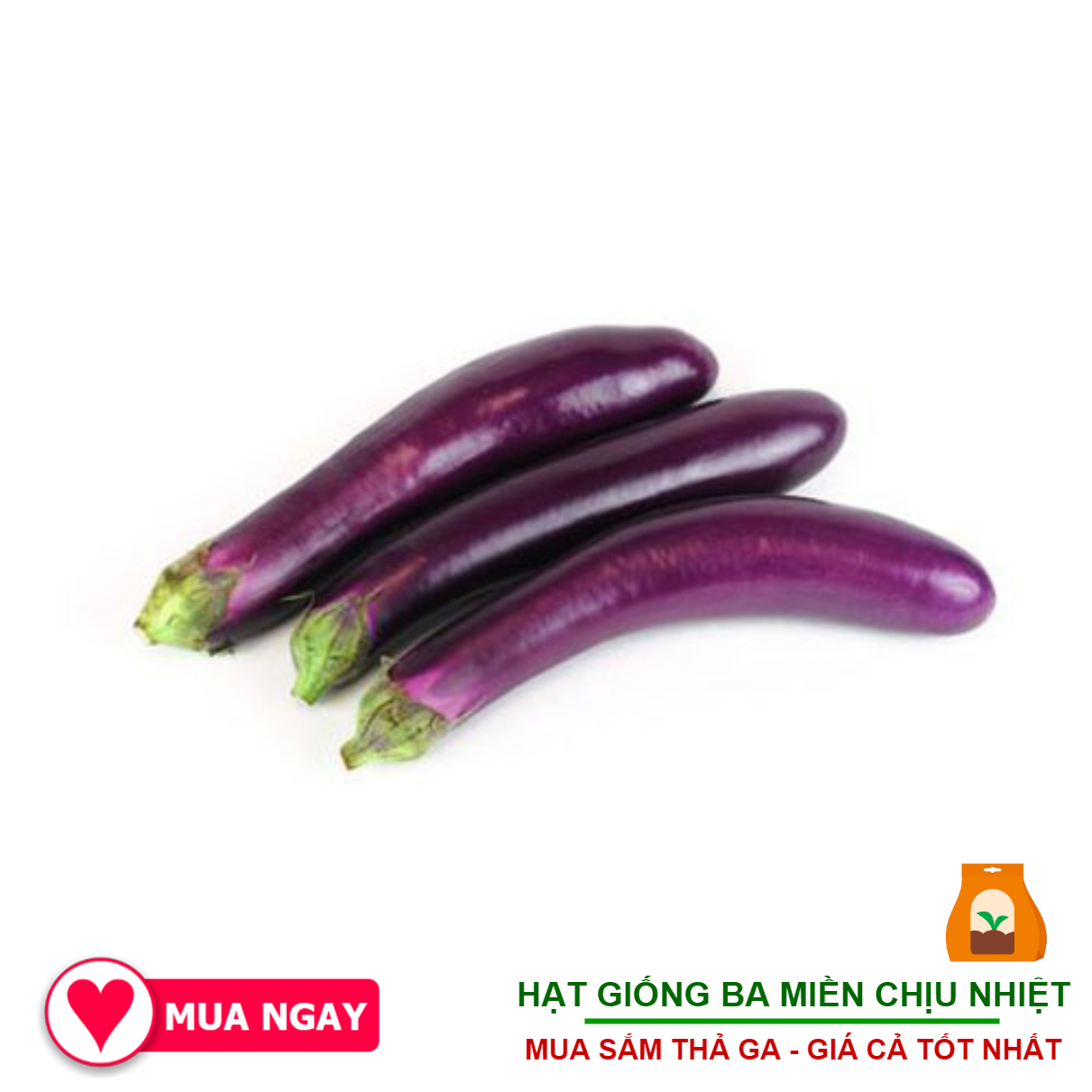 1G - Hạt Giống Cà Tím