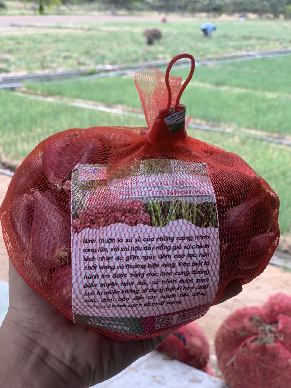 Hành tím Phan Rang Vietgap, tiêu chuẩn Ocop 3 sao, HTX hành tím Nhơn Hải