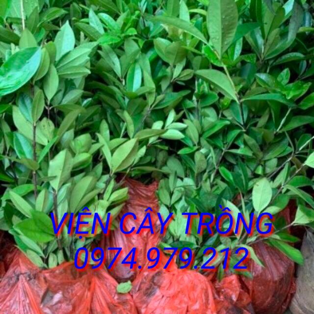 Cây Cherry Brazil 🇧🇷.
