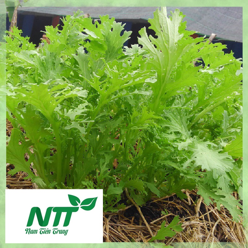 Hạt giống cải bẹ xanh đuôi phụng tn