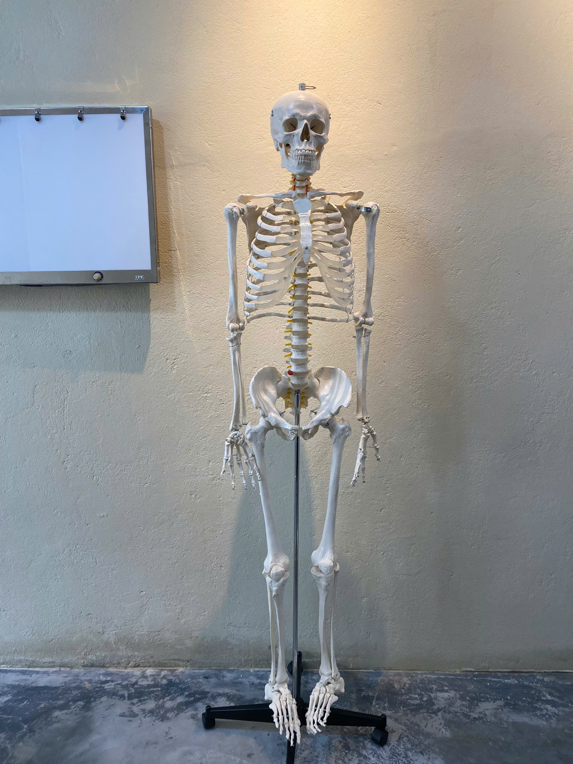Mô hình xương người kèm đĩa đệm cao 170cm