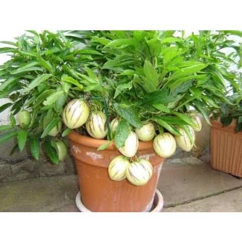 #Hạt Giống Dưa Pepino