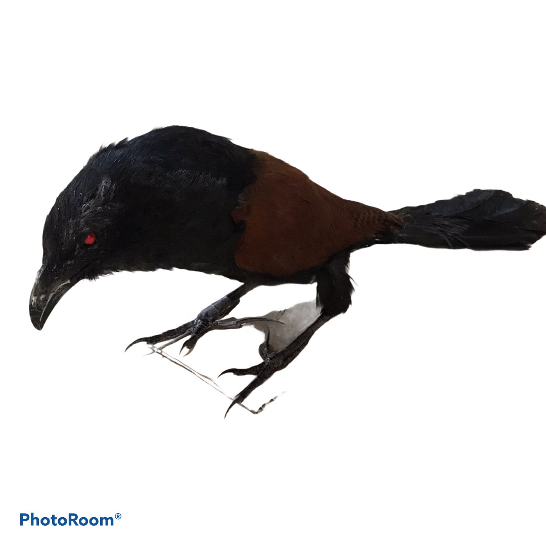 1 con Bìm bịp Giả Bơm Keo Lông Mượt NHƯ CHIM THẬT dễ dàng đánh lừa thị giác bổi