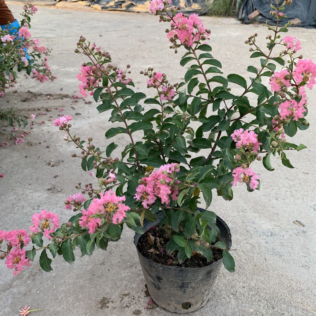 Cây hoa tường vi hồng cao 30-40cm, cây cực kì sai hoa và nụ 366LZ