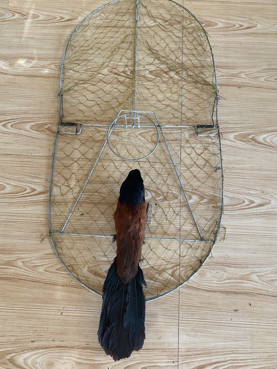 chim bìm bịp sử lí hoocmon siêu bền, không độc hại, thoải mái sử dụng trong 1 năm