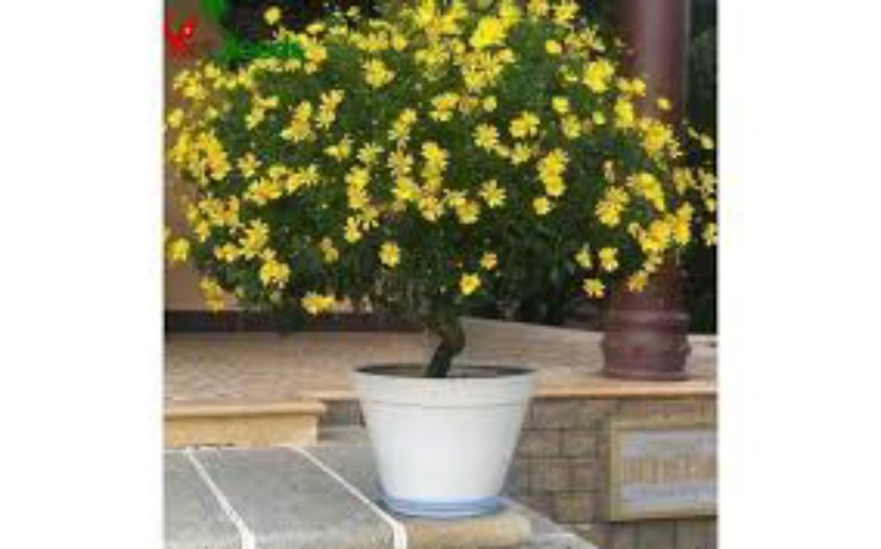 TÚI 50 HẠT HOA CÚC THÂN GỖ F1. DỄ TRỒNG - CHẤT LƯỢNG CAO