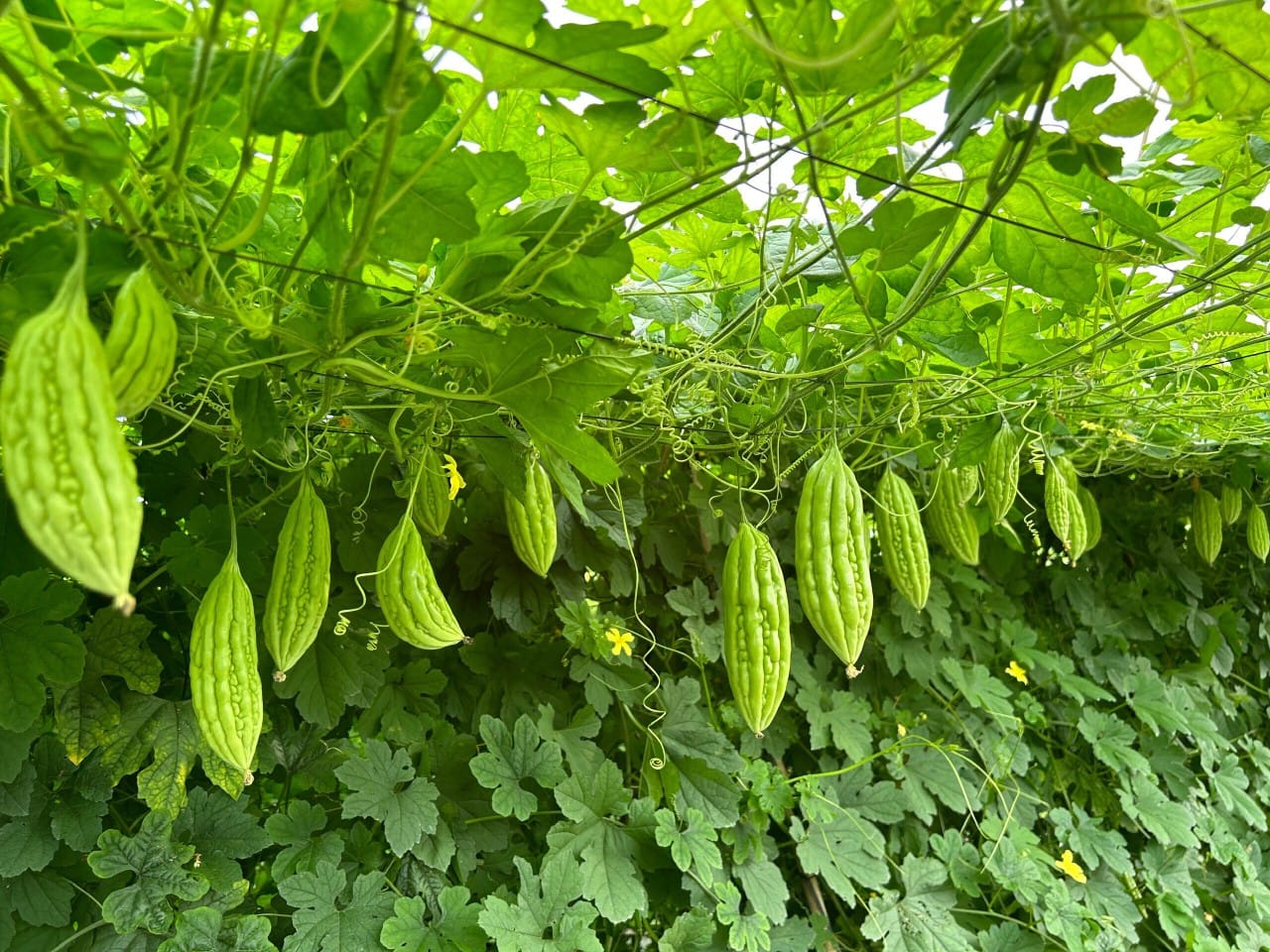 hạt giống Khổ qua U23 chánh Nông trái ngắn  gói 100 hạt