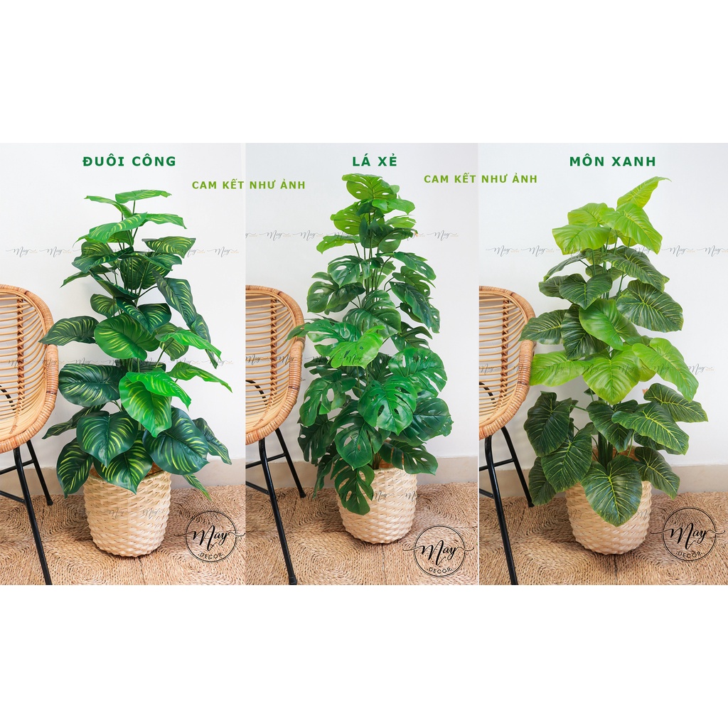 Cây giả, Cây Trầu Bà, Montera, lá rùa, đuôi công, môn kèm chậu tre đan cao 1m1-1m2
