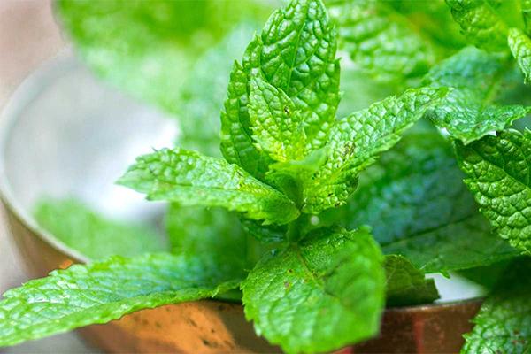 [HCM]Gói 0.2g hạt giống bạc hà Âu (húng lủi)