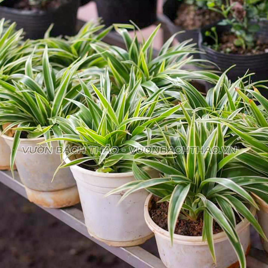 Cây cỏ lan chi trồng làm cảnh đẹp