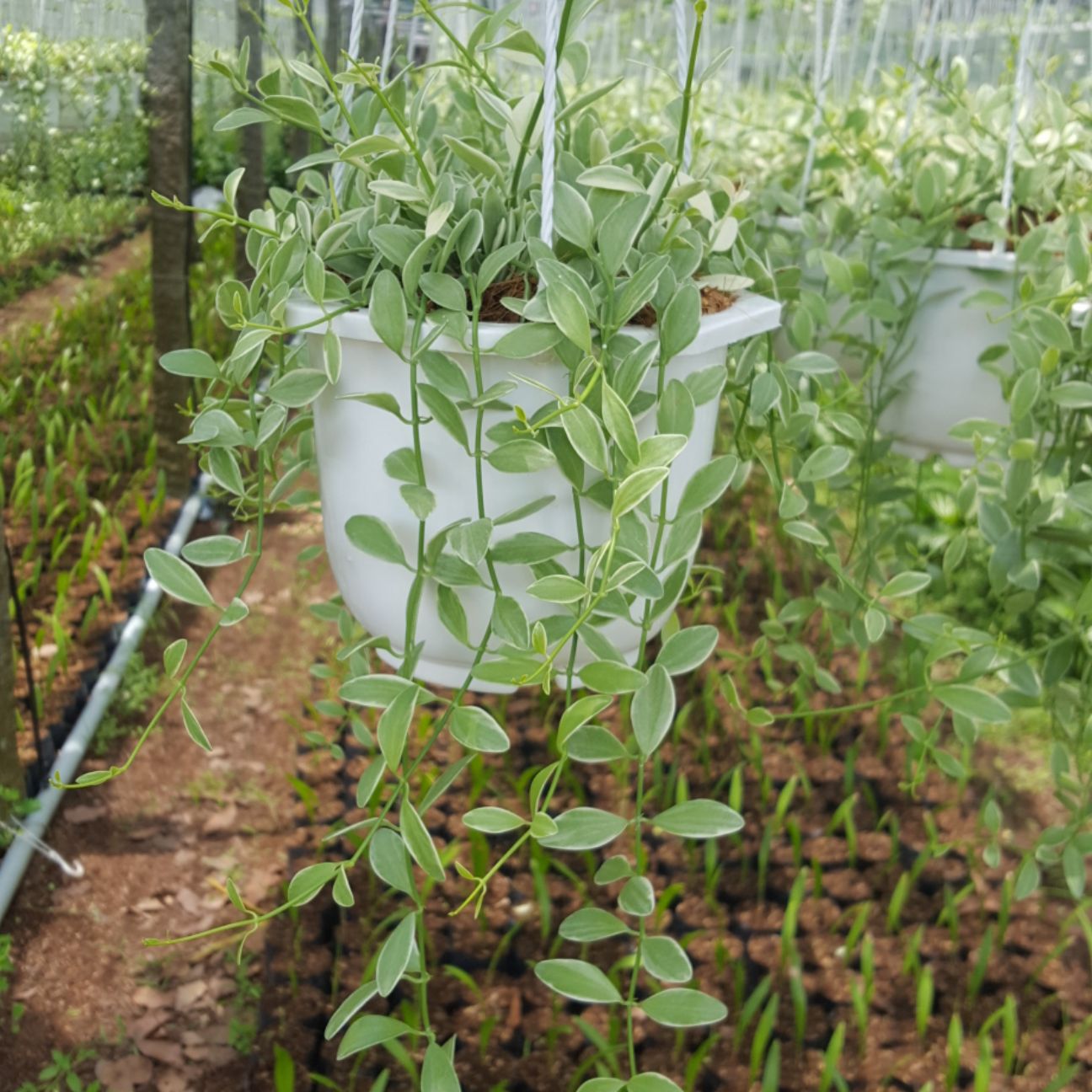 DÂY ĐÔLA ( LAN HẠT DƯA)