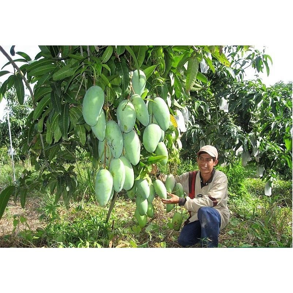 Combo 2 Cây giống xoài đài loan tặng 2 cây chè xanh