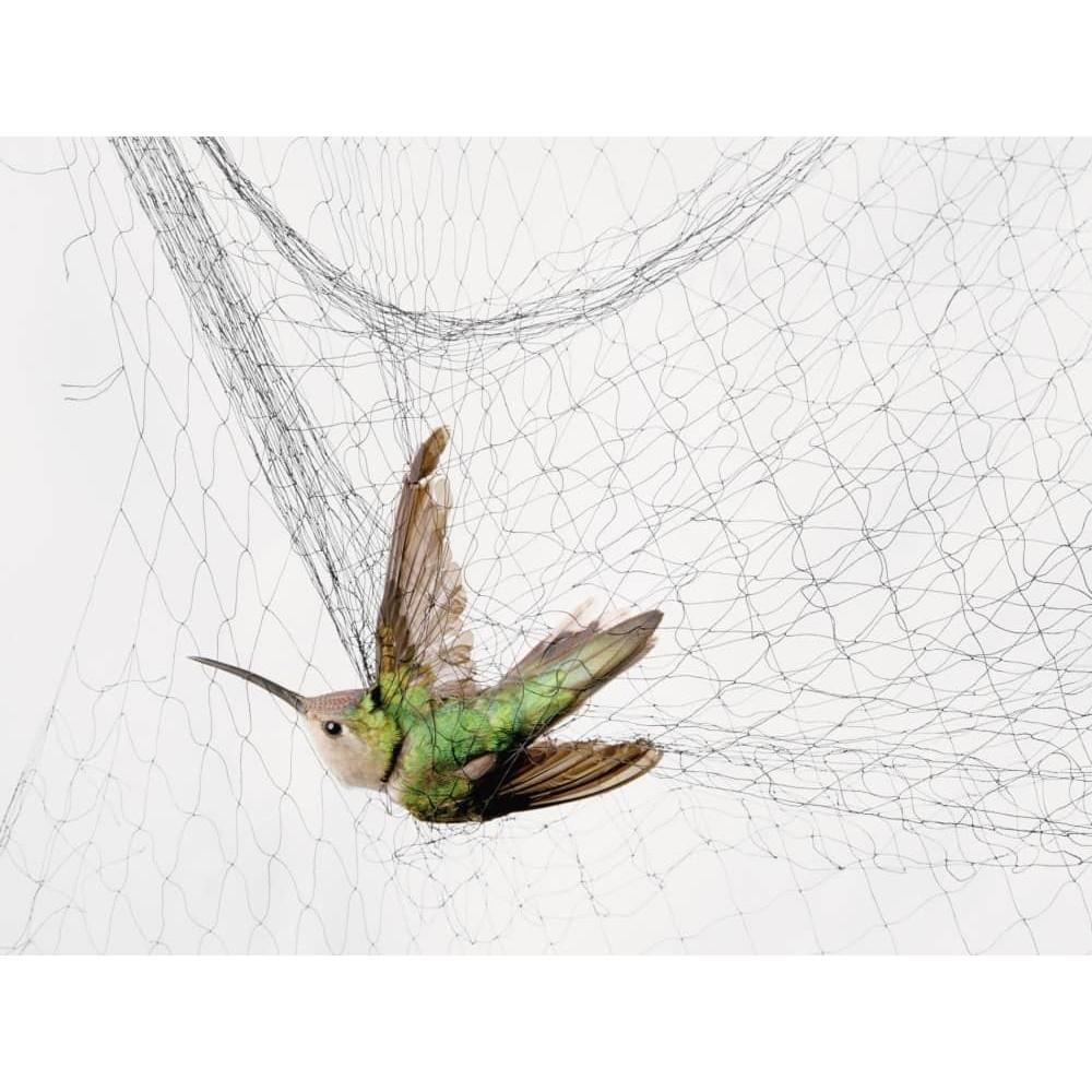 Lưới bẫy chim CHÀO MÀO, CHÒE, MI, KHỨU, SÁO 10m